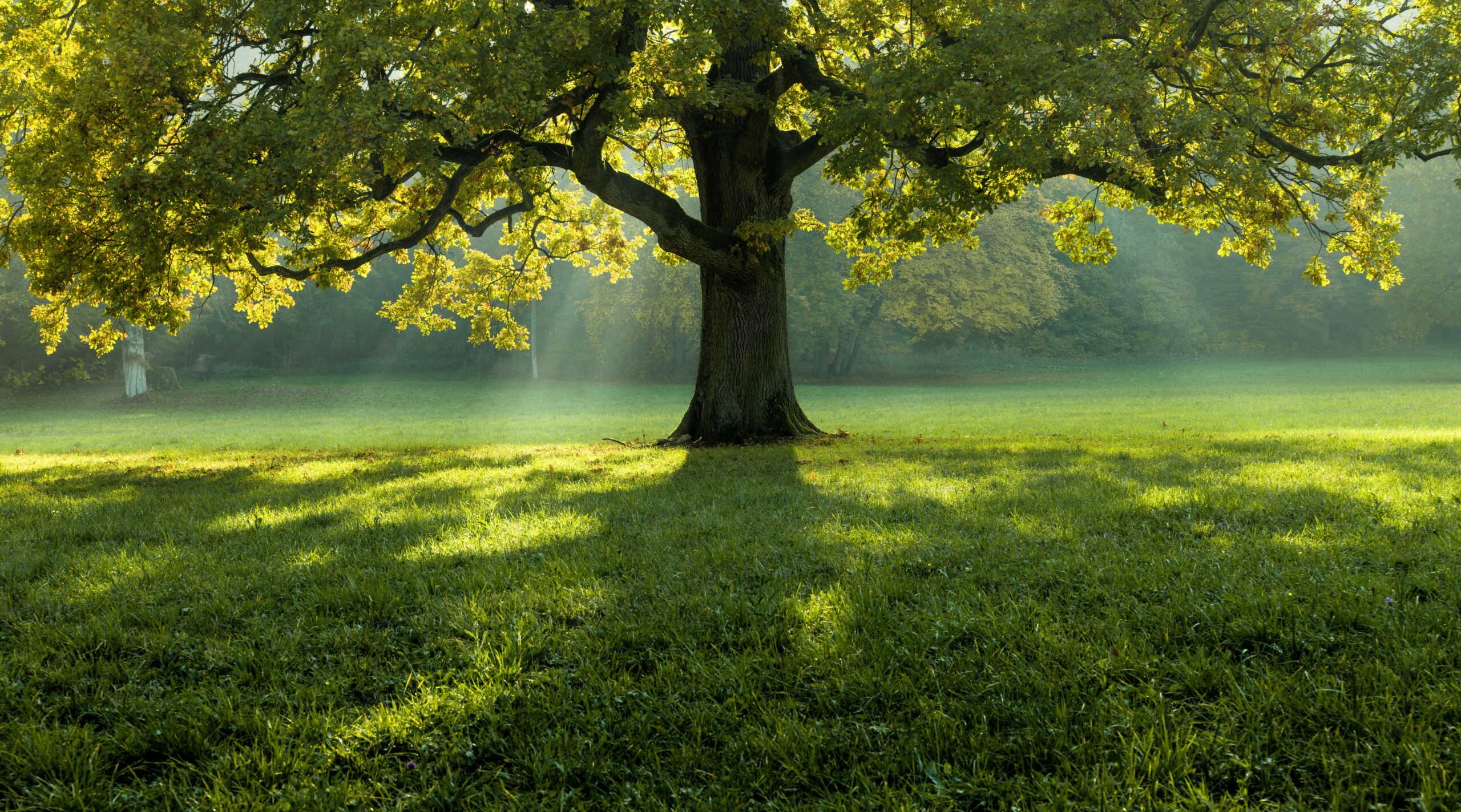 A beautiful tree in the middle of a field covered with grass with the tree line in the background